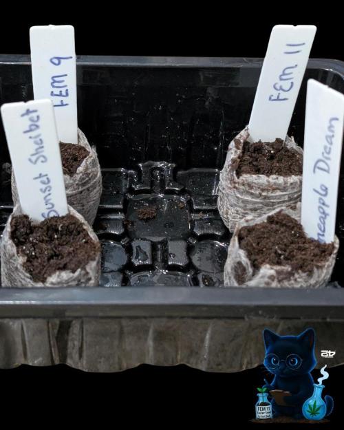 FEM 11 Photo Tester. Week 0 - 10-23