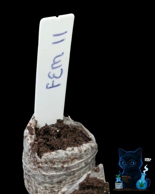 FEM 11 Photo Tester. Week 0 - 10-23