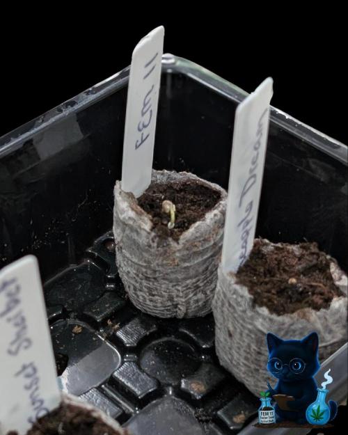 FEM 11 Photo Tester. Week 0 - 10-24