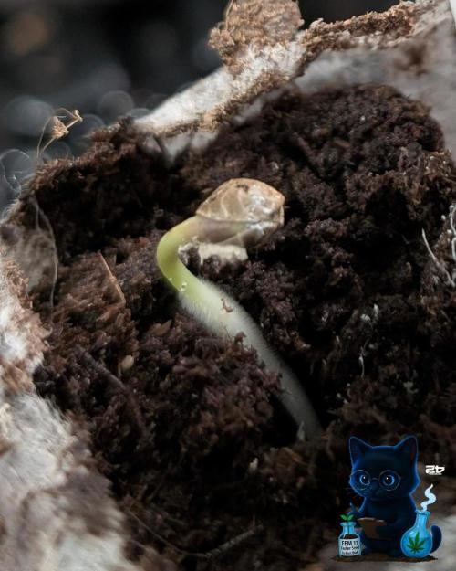 FEM 11 Photo Tester. Week 0 - 10-24