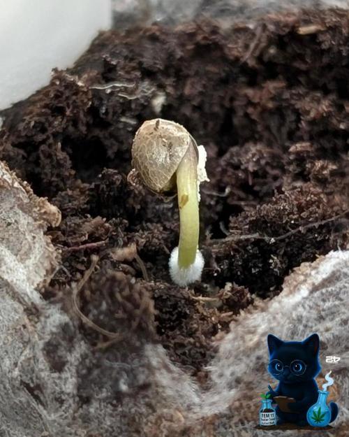 FEM 11 Photo Tester. Week 0 - 10-24