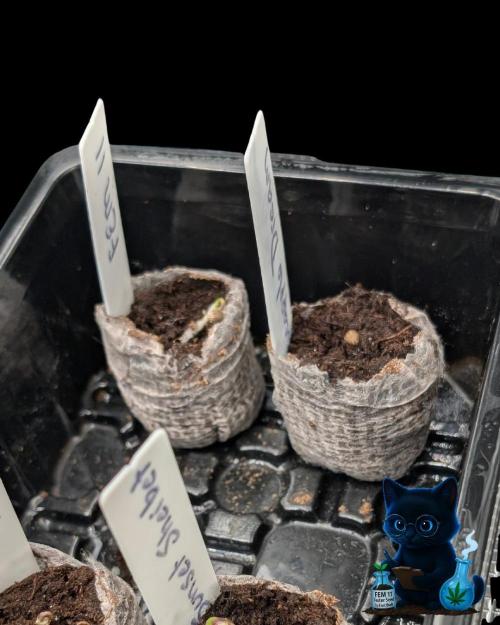 FEM 11 Photo Tester. Week 1 - 10-25
Day 1