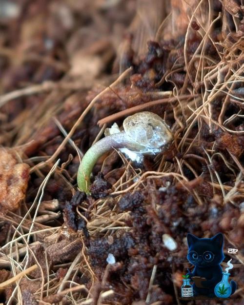 FEM 11 Photo Tester. Week 1 - 10-25
Day 1