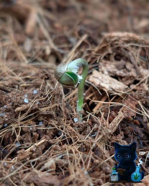 FEM 11 Photo Tester. Week 1 - 10-26
Day 2