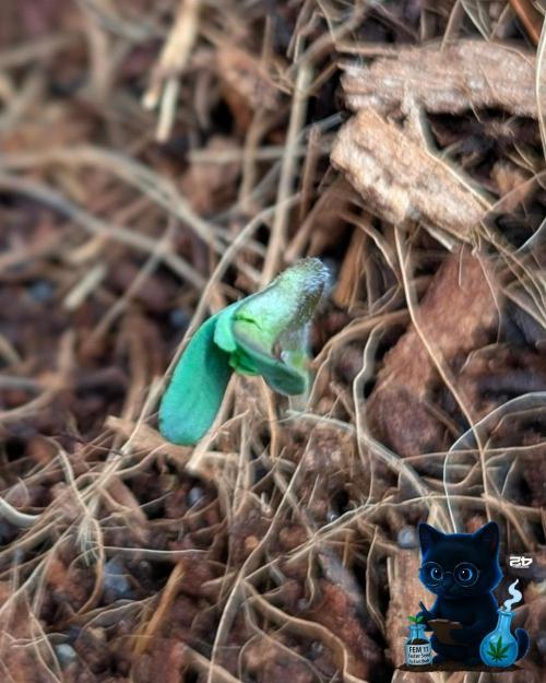 FEM 11 Photo Tester. Week 1 - 10-26
Day 2