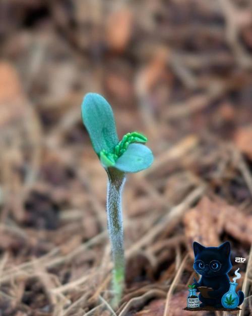 FEM 11 Photo Tester. Week 1 - 10-27
Day 3