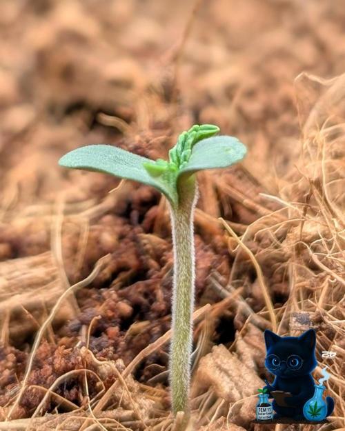 FEM 11 Photo Tester. Week 1 - 10-27
Day 3