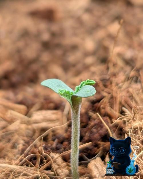FEM 11 Photo Tester. Week 1 - 10-27
Day 3