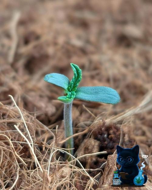 FEM 11 Photo Tester. Week 1