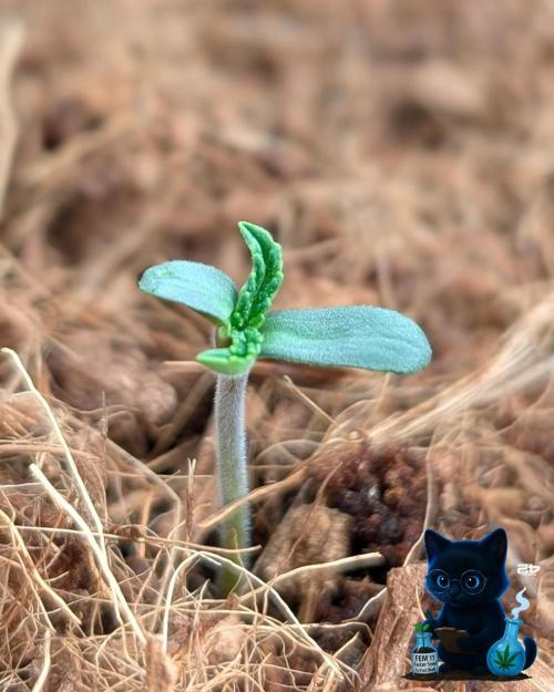 FEM 11 Photo Tester. Week 1 - 10-27
Day 3