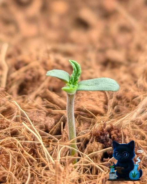 FEM 11 Photo Tester. Week 1 - 10-27
Day 3