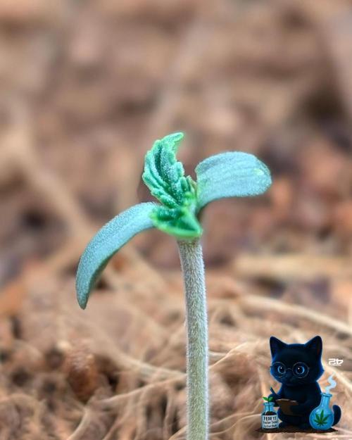 FEM 11 Photo Tester. Week 1 - 10-28
Day 4