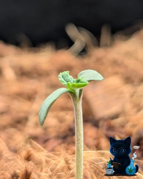 FEM 11 Photo Tester. Week 1 - 10-28
Day 4