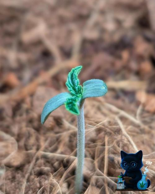 FEM 11 Photo Tester. Week 1 - 10-28
Day 4