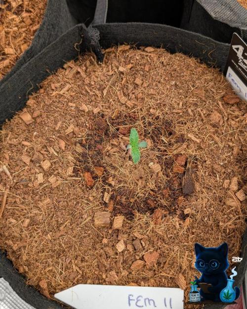 FEM 11 Photo Tester. Week 1 - 10-30
Day 6