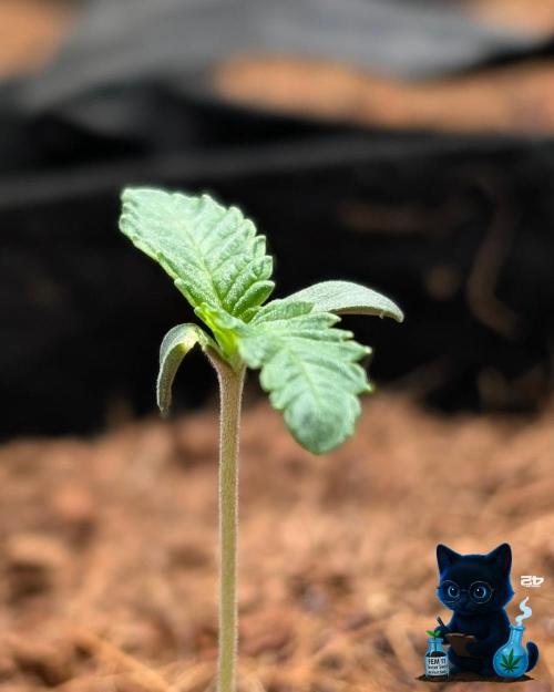 FEM 11 Photo Tester. Week 1 - 10-31
Day 7