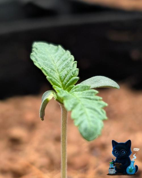 FEM 11 Photo Tester. Week 1 - 10-31
Day 7