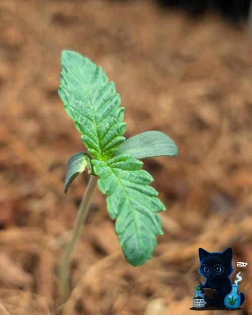 FEM 11 Photo Tester. Week 1 - 10-31
Day 7