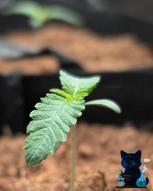 FEM 11 Photo Tester. Week 2 - 11-2
Day 9