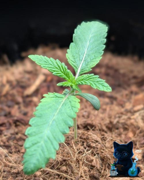 FEM 11 Photo Tester. Week 2 - 11-4
Day 11