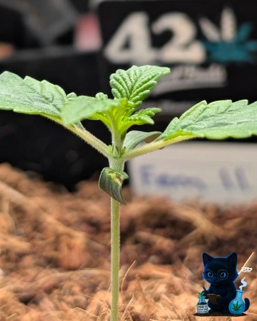 FEM 11 Photo Tester. Week 2 - 11-4
Day 11