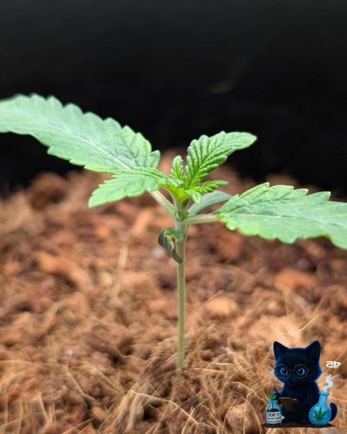 FEM 11 Photo Tester. Week 2 - 11-4
Day 11