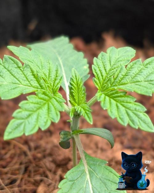 FEM 11 Photo Tester. Week 2 - 11-7
Day 14