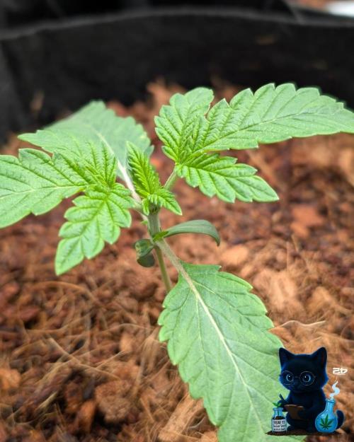 FEM 11 Photo Tester. Week 2 - 11-7
Day 14