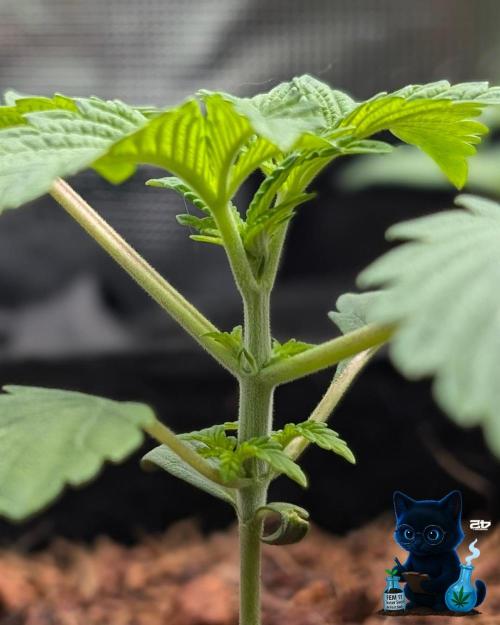 FEM 11 Photo Tester. Week 3 - 11-10
Day 17