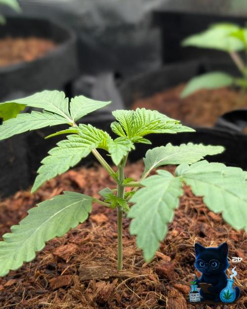 FEM 11 Photo Tester. Week 3 - 11-10
Day 17