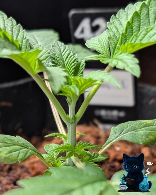 FEM 11 Photo Tester. Week 3 - 11-13
Day 20