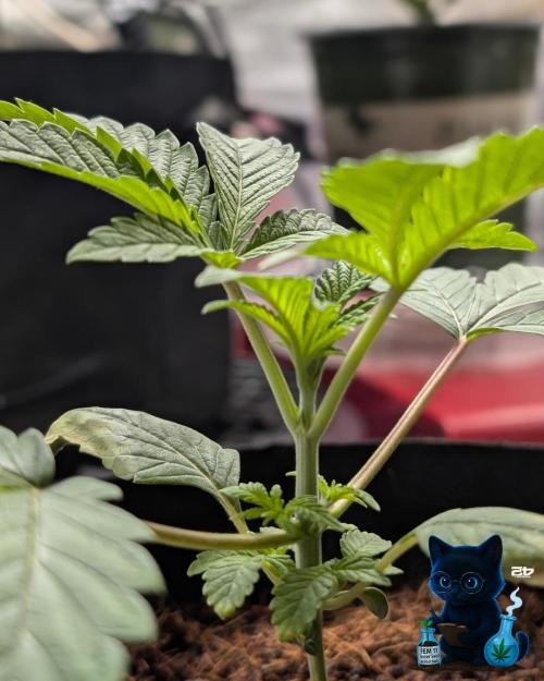 FEM 11 Photo Tester. Week 3 - 11-13
Day 20