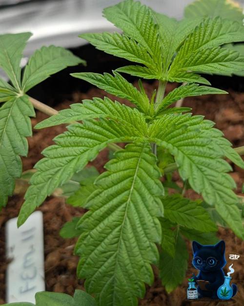 FEM 11 Photo Tester. Week 4 - 11-16
Day 23