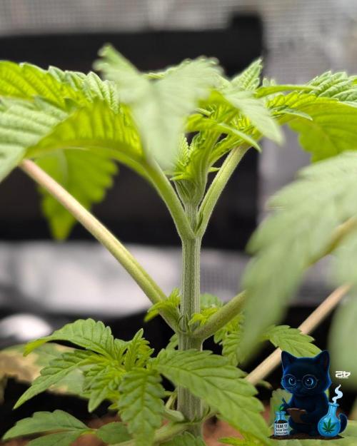 FEM 11 Photo Tester. Week 4 - 11-16
Day 23