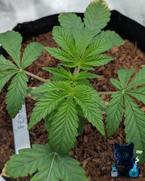 FEM 11 Photo Tester. Week 4 - 11-16
Day 23