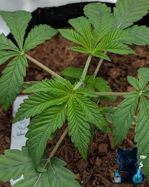 FEM 11 Photo Tester. Week 4 - 11-16
Day 23