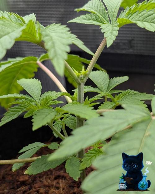 FEM 11 Photo Tester. Week 4 - 11-18
Day 25