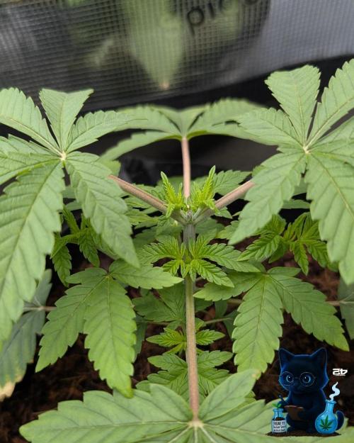 FEM 11 Photo Tester. Week 4 - 11-20
Day 27