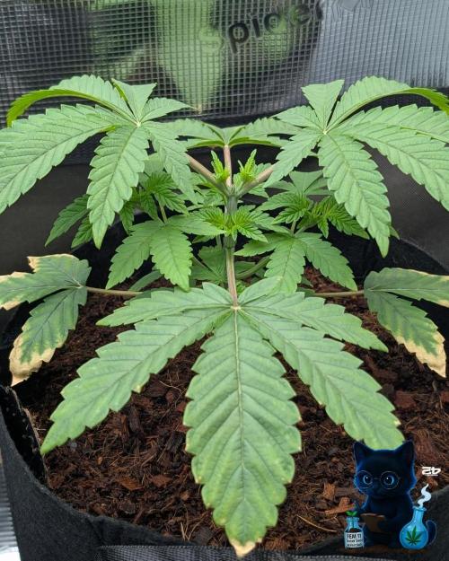 FEM 11 Photo Tester. Week 4 - 11-20
Day 27