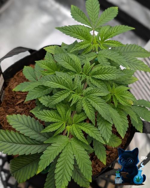 FEM 11 Photo Tester. Week 5 - 11-25
Day 32