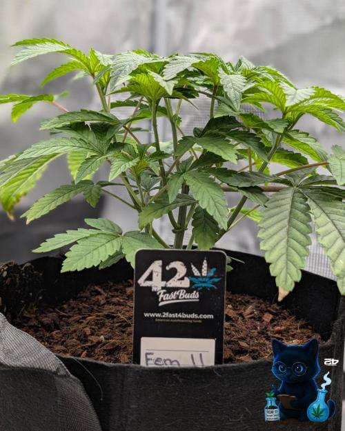 FEM 11 Photo Tester. Week 5 - 11-27
Day 34