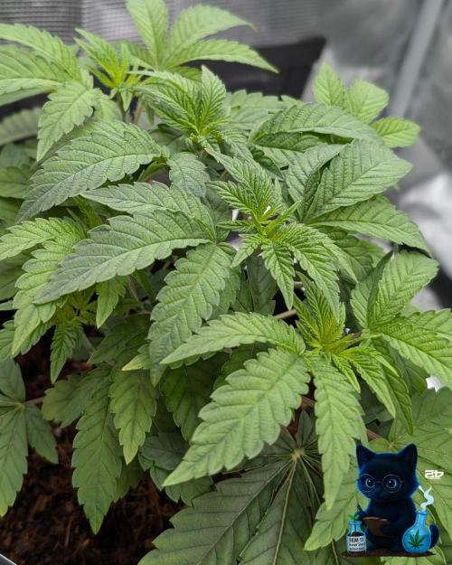 FEM 11 Photo Tester. Week 5 - 11-27
Day 34