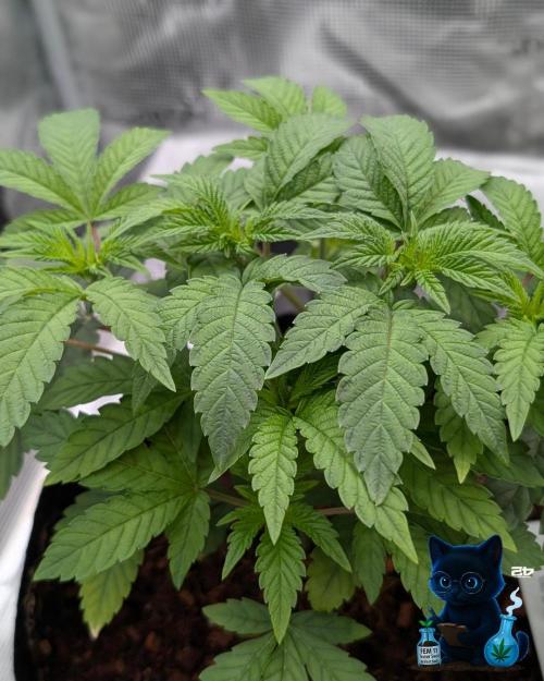 FEM 11 Photo Tester. Week 5 - 11-27
Day 34