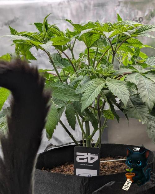 FEM 9 Photo Tester - Catlife420. Week 6 - 11-29
Day 36
