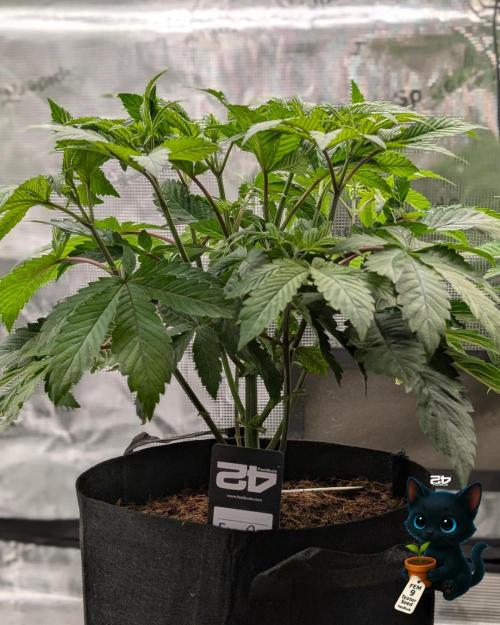 FEM 9 Photo Tester - Catlife420. Week 6 - 11-29
Day 36