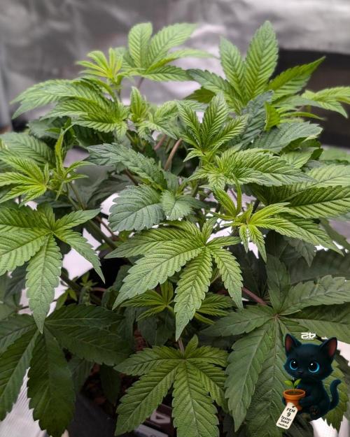 FEM 9 Photo Tester - Catlife420. Week 6 - 11-29
Day 36