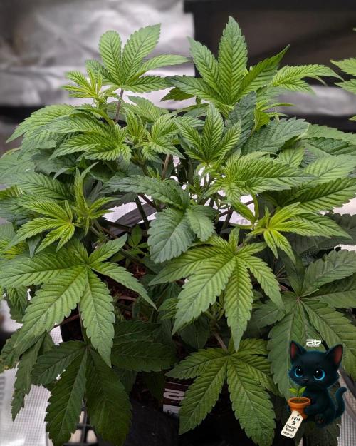 FEM 9 Photo Tester - Catlife420. Week 6 - 11-29
Day 36