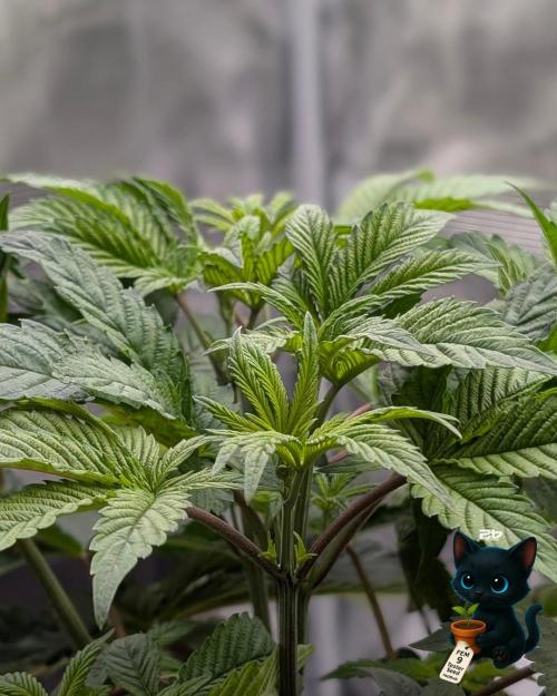 FEM 9 Photo Tester - Catlife420. Week 6 - 11-29
Day 36