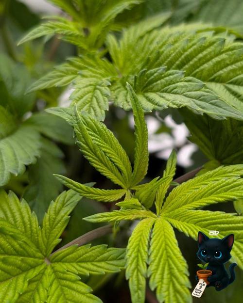 FEM 9 Photo Tester - Catlife420. Week 6 - 11-29
Day 36