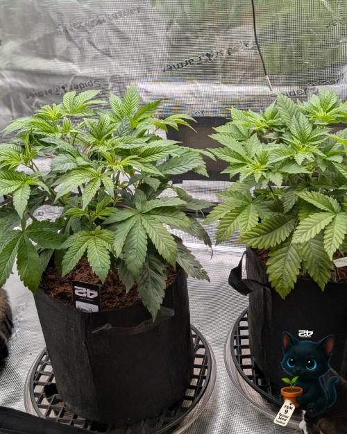 FEM 9 Photo Tester - Catlife420. Week 6 - 11-29
Day 36